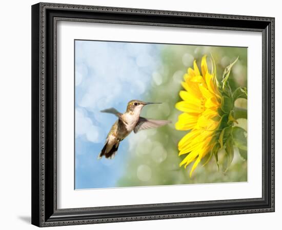 Dreamy Image Of A Hummingbird Next To A Sunflower-Sari ONeal-Framed Photographic Print