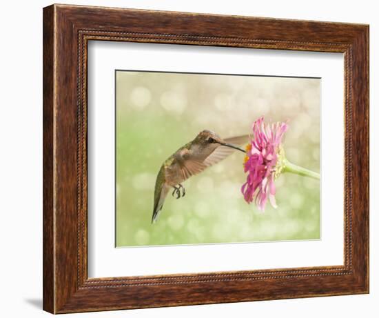 Dreamy Image Of A Ruby-Throated Hummingbird Feeding On A Pink Zinnia Flower-Sari ONeal-Framed Photographic Print