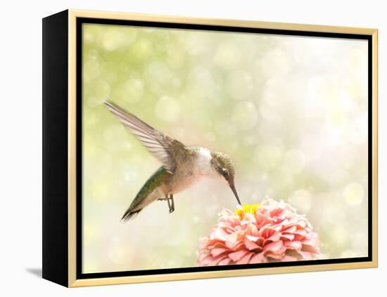 Dreamy Image Of A Ruby-Throated Hummingbird Feeding On A Pink Zinnia-Sari ONeal-Framed Premier Image Canvas