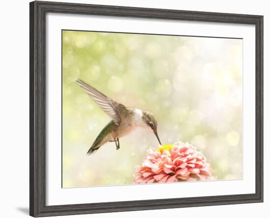 Dreamy Image Of A Ruby-Throated Hummingbird Feeding On A Pink Zinnia-Sari ONeal-Framed Photographic Print
