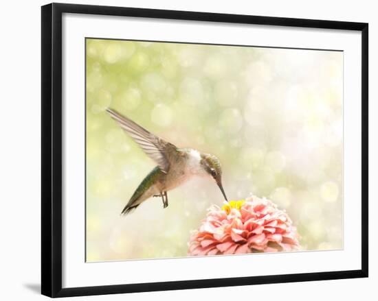 Dreamy Image Of A Ruby-Throated Hummingbird Feeding On A Pink Zinnia-Sari ONeal-Framed Photographic Print