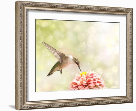 Dreamy Image Of A Ruby-Throated Hummingbird Feeding On A Pink Zinnia-Sari ONeal-Framed Photographic Print