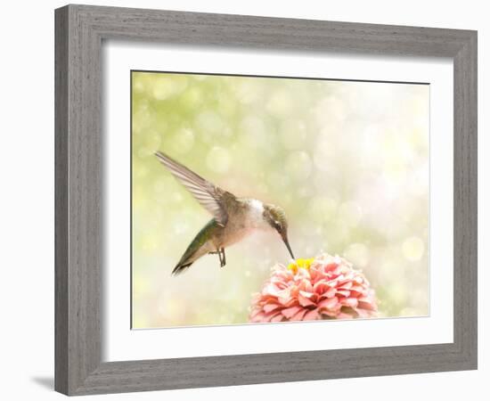 Dreamy Image Of A Ruby-Throated Hummingbird Feeding On A Pink Zinnia-Sari ONeal-Framed Photographic Print