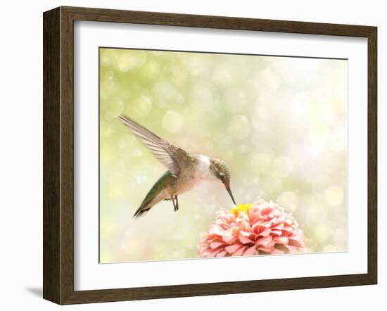 Dreamy Image Of A Ruby-Throated Hummingbird Feeding On A Pink Zinnia-Sari ONeal-Framed Photographic Print