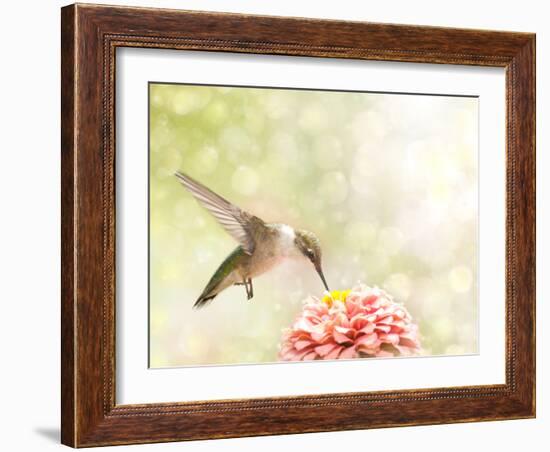Dreamy Image Of A Ruby-Throated Hummingbird Feeding On A Pink Zinnia-Sari ONeal-Framed Photographic Print