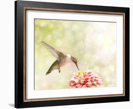 Dreamy Image Of A Ruby-Throated Hummingbird Feeding On A Pink Zinnia-Sari ONeal-Framed Photographic Print