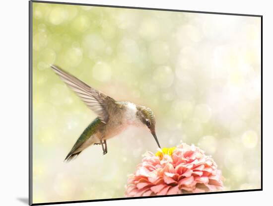 Dreamy Image Of A Ruby-Throated Hummingbird Feeding On A Pink Zinnia-Sari ONeal-Mounted Photographic Print