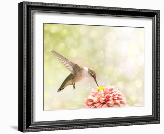 Dreamy Image Of A Ruby-Throated Hummingbird Feeding On A Pink Zinnia-Sari ONeal-Framed Photographic Print