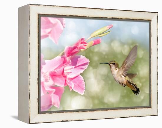 Dreamy Image Of A Ruby-Throated Hummingbird Hovering Next To A Pink Gladiolus Flower-Sari ONeal-Framed Premier Image Canvas