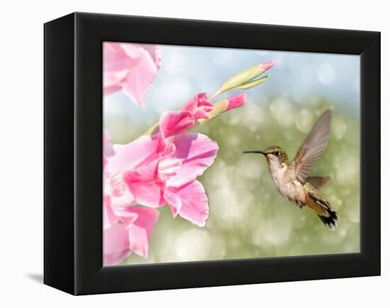 Dreamy Image Of A Ruby-Throated Hummingbird Hovering Next To A Pink Gladiolus Flower-Sari ONeal-Framed Premier Image Canvas