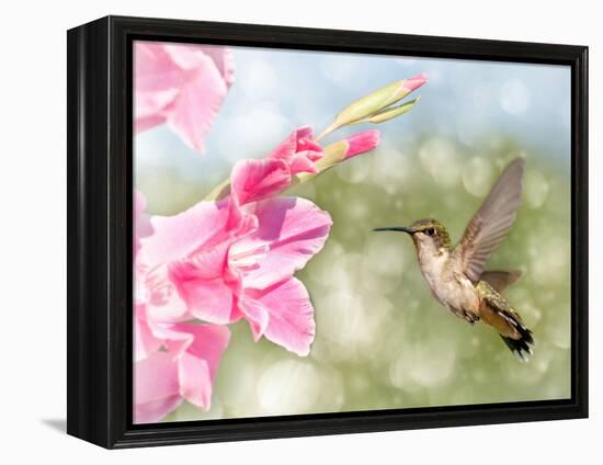 Dreamy Image Of A Ruby-Throated Hummingbird Hovering Next To A Pink Gladiolus Flower-Sari ONeal-Framed Premier Image Canvas