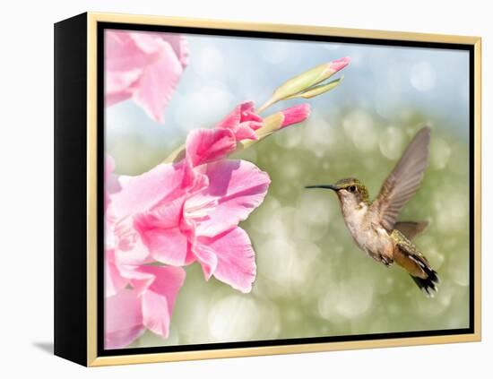 Dreamy Image Of A Ruby-Throated Hummingbird Hovering Next To A Pink Gladiolus Flower-Sari ONeal-Framed Premier Image Canvas