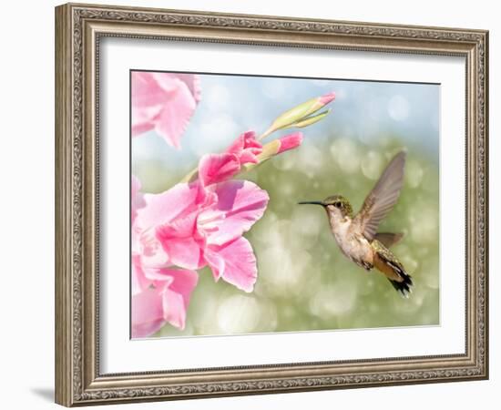 Dreamy Image Of A Ruby-Throated Hummingbird Hovering Next To A Pink Gladiolus Flower-Sari ONeal-Framed Photographic Print