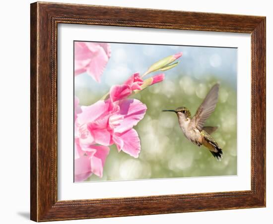 Dreamy Image Of A Ruby-Throated Hummingbird Hovering Next To A Pink Gladiolus Flower-Sari ONeal-Framed Photographic Print