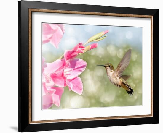 Dreamy Image Of A Ruby-Throated Hummingbird Hovering Next To A Pink Gladiolus Flower-Sari ONeal-Framed Photographic Print