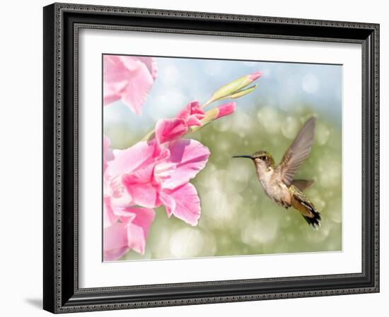 Dreamy Image Of A Ruby-Throated Hummingbird Hovering Next To A Pink Gladiolus Flower-Sari ONeal-Framed Photographic Print