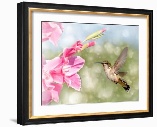 Dreamy Image Of A Ruby-Throated Hummingbird Hovering Next To A Pink Gladiolus Flower-Sari ONeal-Framed Photographic Print