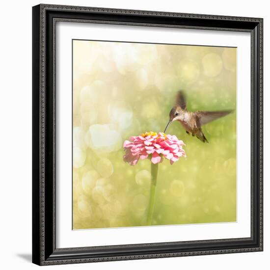 Dreamy Image Of A Tiny Female Hummingbird Feeding On A Pink Zinnia-Sari ONeal-Framed Photographic Print