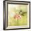 Dreamy Image Of A Tiny Female Hummingbird Feeding On A Pink Zinnia-Sari ONeal-Framed Photographic Print