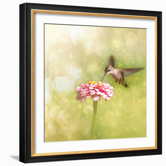 Dreamy Image Of A Tiny Female Hummingbird Feeding On A Pink Zinnia-Sari ONeal-Framed Photographic Print