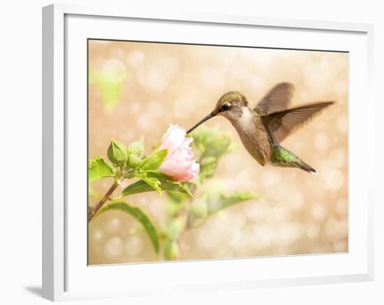 Dreamy Image Of A Young Male Hummingbird Feeding On A Light Pink Althea Flower-Sari ONeal-Framed Photographic Print