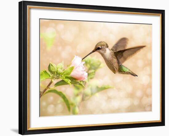 Dreamy Image Of A Young Male Hummingbird Feeding On A Light Pink Althea Flower-Sari ONeal-Framed Photographic Print