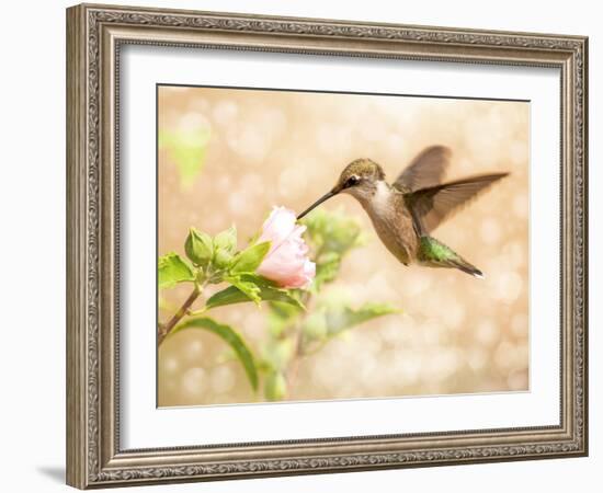 Dreamy Image Of A Young Male Hummingbird Feeding On A Light Pink Althea Flower-Sari ONeal-Framed Photographic Print