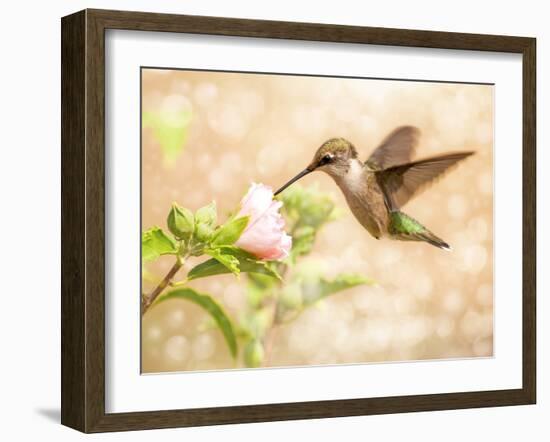 Dreamy Image Of A Young Male Hummingbird Feeding On A Light Pink Althea Flower-Sari ONeal-Framed Photographic Print