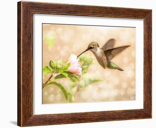 Dreamy Image Of A Young Male Hummingbird Feeding On A Light Pink Althea Flower-Sari ONeal-Framed Photographic Print