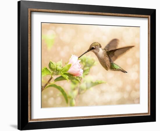 Dreamy Image Of A Young Male Hummingbird Feeding On A Light Pink Althea Flower-Sari ONeal-Framed Photographic Print