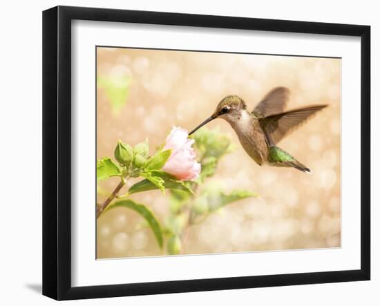 Dreamy Image Of A Young Male Hummingbird Feeding On A Light Pink Althea Flower-Sari ONeal-Framed Photographic Print