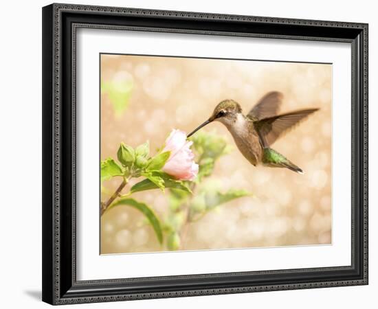 Dreamy Image Of A Young Male Hummingbird Feeding On A Light Pink Althea Flower-Sari ONeal-Framed Photographic Print