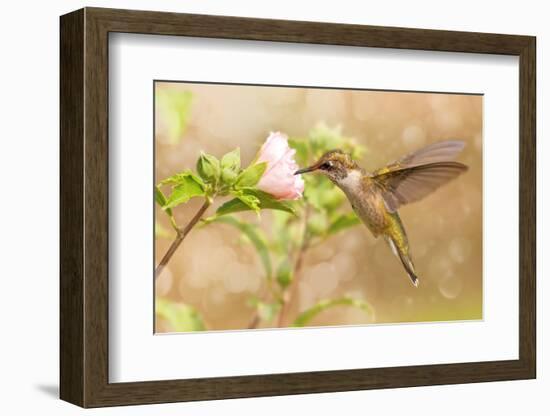 Dreamy Image Of A Young Male Hummingbird Hovering-Sari ONeal-Framed Photographic Print