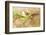 Dreamy Image Of A Young Male Hummingbird Hovering-Sari ONeal-Framed Photographic Print