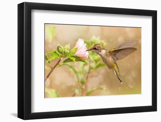 Dreamy Image Of A Young Male Hummingbird Hovering-Sari ONeal-Framed Photographic Print
