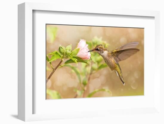 Dreamy Image Of A Young Male Hummingbird Hovering-Sari ONeal-Framed Photographic Print
