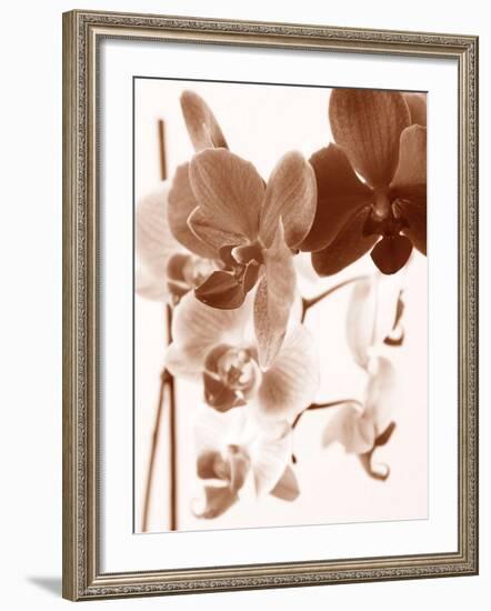 Dreamy Orchids I-Ily Szilagyi-Framed Giclee Print