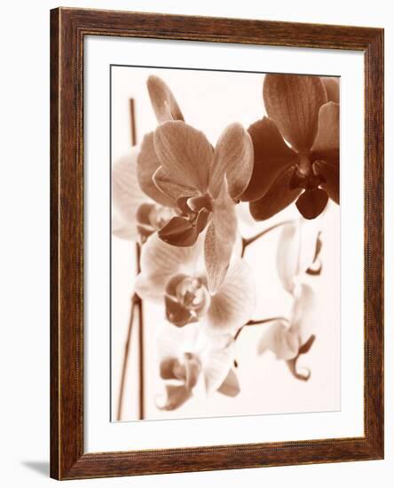 Dreamy Orchids I-Ily Szilagyi-Framed Giclee Print