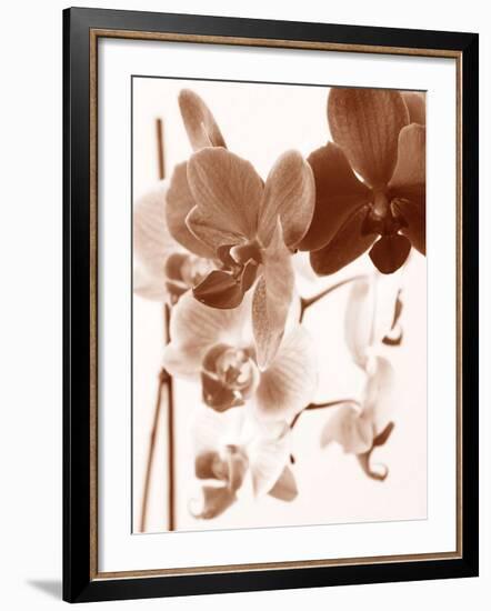 Dreamy Orchids I-Ily Szilagyi-Framed Giclee Print
