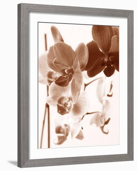 Dreamy Orchids I-Ily Szilagyi-Framed Giclee Print