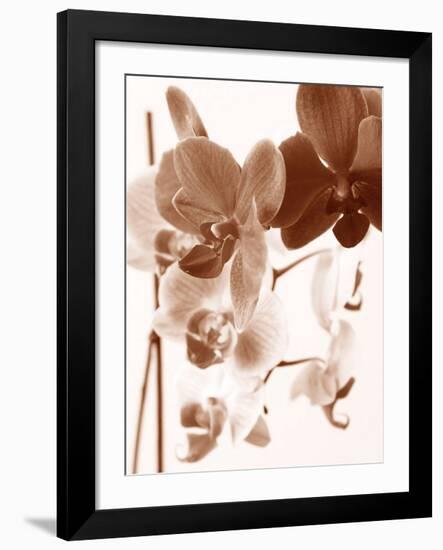 Dreamy Orchids I-Ily Szilagyi-Framed Giclee Print