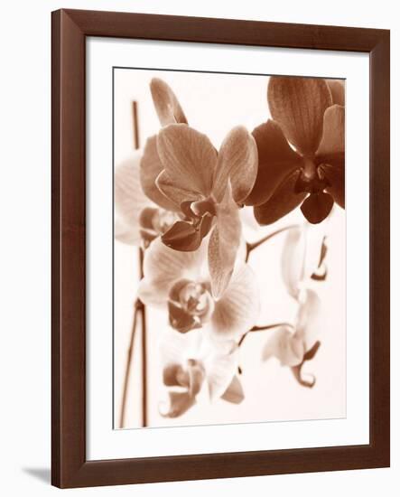 Dreamy Orchids I-Ily Szilagyi-Framed Giclee Print