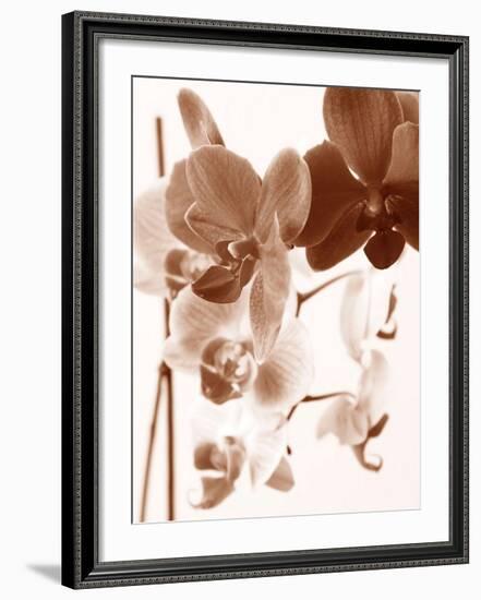 Dreamy Orchids I-Ily Szilagyi-Framed Giclee Print