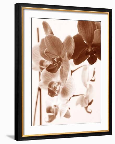 Dreamy Orchids I-Ily Szilagyi-Framed Giclee Print