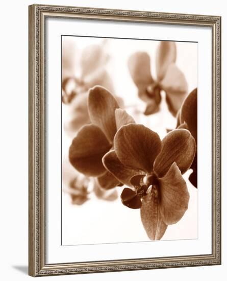 Dreamy Orchids II-Ily Szilagyi-Framed Giclee Print