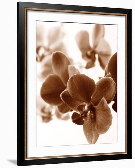 Dreamy Orchids II-Ily Szilagyi-Framed Giclee Print