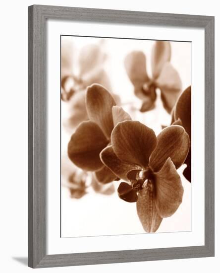 Dreamy Orchids II-Ily Szilagyi-Framed Giclee Print