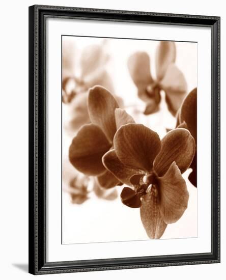 Dreamy Orchids II-Ily Szilagyi-Framed Giclee Print