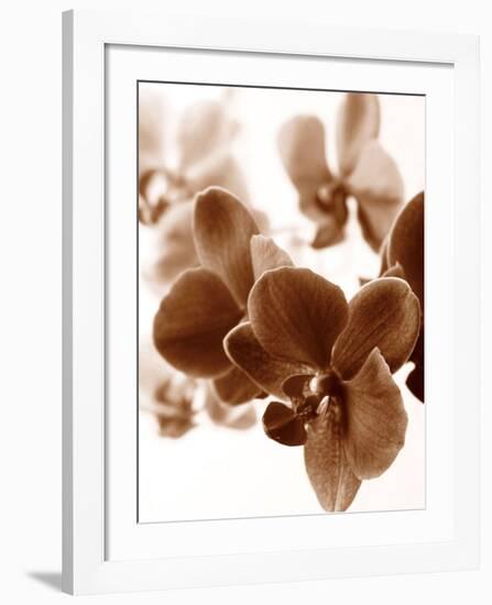 Dreamy Orchids II-Ily Szilagyi-Framed Giclee Print