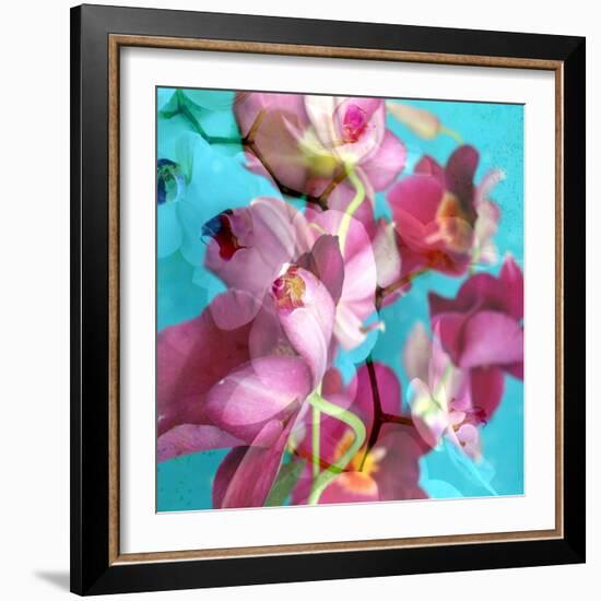 Dreamy Pink Blooming Miltonia Orchid and Phaleaonopsis Infront of Light Blue Backgound-Alaya Gadeh-Framed Photographic Print